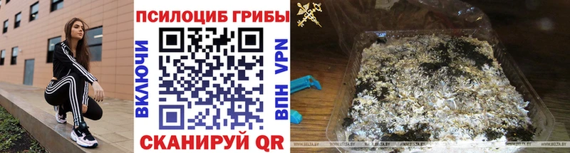 купить закладку  Эртиль  Псилоцибиновые грибы MAGIC MUSHROOMS 